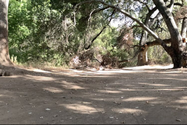 A dirt path winding through a wooded area, featuring large trees with textured bark and leafy branches. The ground is covered with fallen leaves and twigs, and scattered patches of sunlight peek through the foliage. Some fallen branches are visible, enhancing the natural setting. Alamitos Creek Trail mountain bike trail.