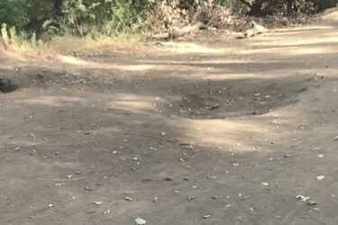 A dirt path winding through a wooded area, with patches of sunlight illuminating the ground. Surrounding greenery includes trees and scattered leaves. Alamitos Creek Trail mountain bike trail.