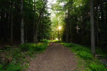 A serene pathway through a lush forest, surrounded by tall trees and vibrant green ferns. Sunlight filters through the leaves, illuminating the trail ahead as it leads deeper into the woods. Dewey Mountain mountain bike trail.