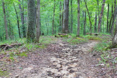 A dirt path winding through a lush green forest, surrounded by tall trees and underbrush, with visible tracks indicating foot traffic. Lake Johnson Fairforest Creek Connector mountain bike trail.