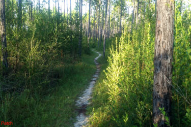 A narrow, winding dirt path meanders through a lush forest, surrounded by tall pine trees and vibrant green underbrush. Sunlight filters through the canopy, casting dappled shadows on the trail. Bethel Bike Trails mountain bike trail.