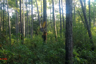 A blurred butterfly hovering in a lush forest background filled with tall trees and green foliage, illuminated by soft sunlight. Bethel Bike Trails mountain bike trail.