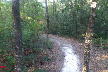 A winding dirt path through a dense forest, surrounded by tall trees and lush greenery. A sign with an arrow points to the right, indicating the direction of the trail. Fallen leaves cover the ground, adding a natural, rustic feel to the scene. Bethel Bike Trails mountain bike trail.