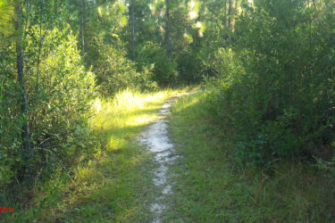 A sunlit, winding dirt path through a lush green forest, surrounded by tall trees and thick underbrush. The scene conveys a serene and inviting atmosphere for outdoor exploration. Bethel Bike Trails mountain bike trail.
