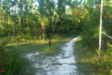 A sandy path winding through a wooded area, surrounded by tall pine trees and lush greenery. A wooden trail marker is visible on the left, indicating the trail number. The scene is illuminated by natural sunlight filtering through the trees. Bethel Bike Trails mountain bike trail.