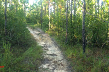A sunlit hiking trail winding through a dense pine forest, surrounded by tall trees and lush greenery. The path is slightly sandy and overgrown with grass, indicating a natural and untamed setting. Bethel Bike Trails mountain bike trail.
