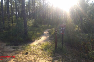 A sunlit forest path leading into dense greenery, with a wooden signpost indicating the North Exit/Entrance to Badlands. The path is surrounded by tall pine trees and lush undergrowth, creating a serene natural atmosphere. Bethel Bike Trails mountain bike trail.