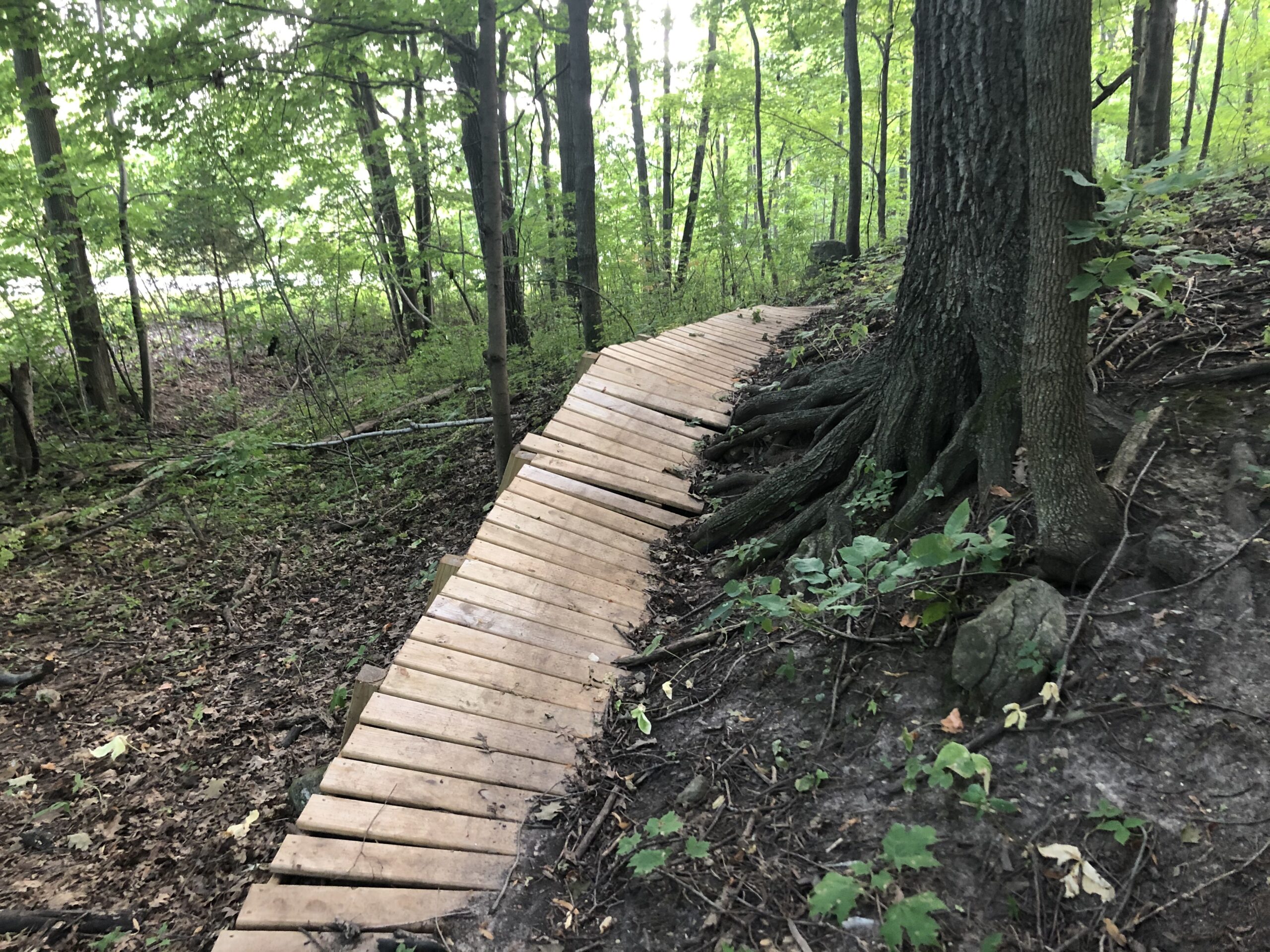 A wooden boardwalk curves through a lush green forest, lined with trees and abundant foliage. The path is elevated slightly and winds around the roots of a large tree, leading deeper into the wooded area. Rocky Knoll Trail Network mountain bike trail.