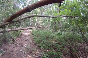 A dense forest scene featuring a path partially obstructed by fallen branches and tree limbs. Lush greenery is visible on either side of the path, indicating a rich, natural environment. Sunlight filters through the leaves, creating a serene and inviting atmosphere. Cedarville State Forest mountain bike trail.