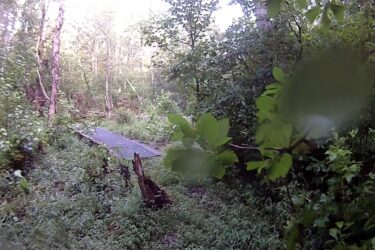 A lush green forest path with a wooden plank crossing over a small opening; dense foliage surrounds the area, creating a serene and natural environment. Cedarville State Forest mountain bike trail.