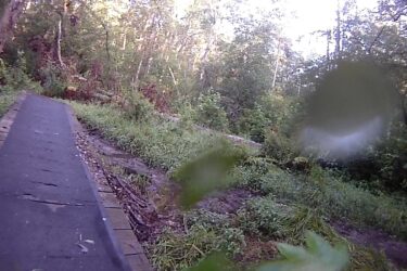 A narrow, paved path winding through a lush, green forest with sunlight filtering through the trees. The surroundings feature dense vegetation, including grass and scattered foliage, creating a tranquil natural setting. Cedarville State Forest mountain bike trail.