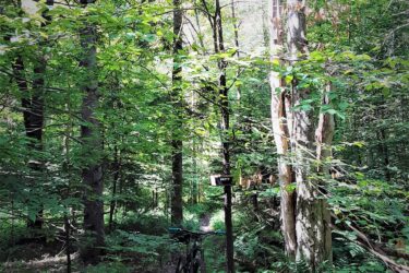 A winding dirt trail through a lush green forest, featuring tall trees and dense ferns. A mountain bike is leaning against a post indicating the "Betty" trail. Sunlight filters through the leaves, creating a serene outdoor atmosphere. Sherburne Trails mountain bike trail.