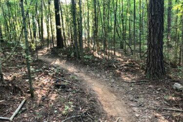 A winding dirt path through a dense forest, surrounded by tall trees and scattered underbrush, with sunlight filtering through the leaves. Brown's Mill mountain bike trail.