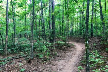A winding dirt path through a dense, green forest, surrounded by tall trees and lush vegetation. Sunlight filters through the leaves, creating a serene and inviting atmosphere. Brown's Mill mountain bike trail.