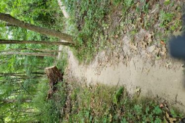 A winding dirt path through a lush green forest, bordered by trees and scattered fallen leaves. A large tree stump is visible near the path, with a vibrant canopy of foliage overhead. The scene conveys a peaceful natural setting. Squaw Creek mountain bike trail.