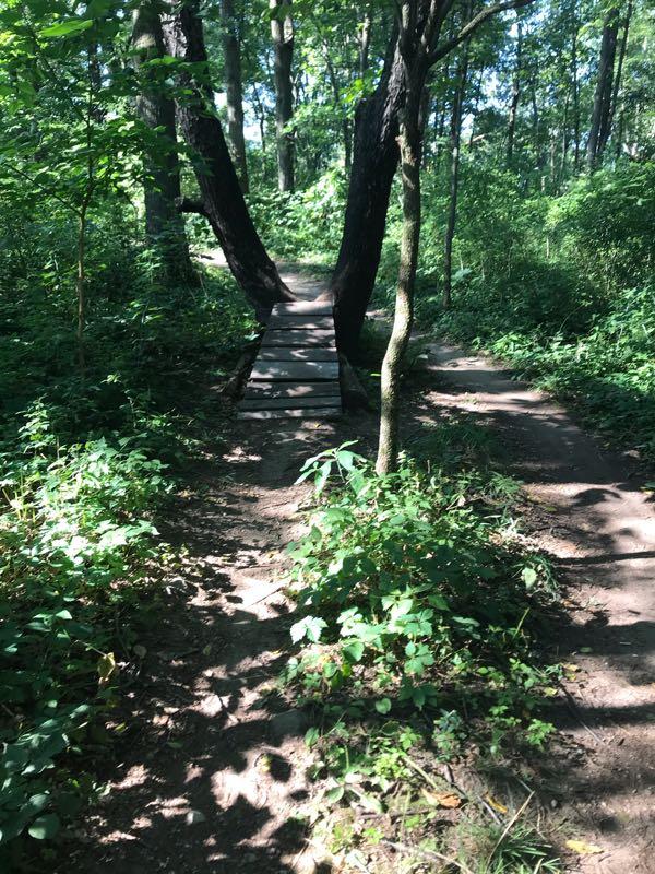 A sunlit forest path with two diverging routes, one featuring a wooden bridge that connects the trails. Surrounding the trails are lush green foliage and trees, creating a serene and natural atmosphere. Fort Custer Recreation Area mountain bike trail.