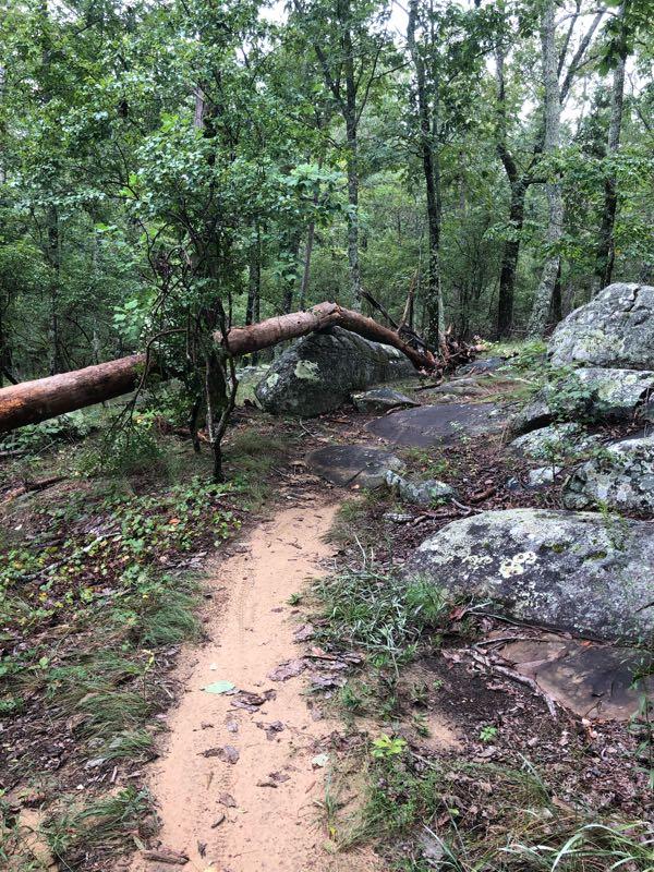 A narrow hiking trail winds through a lush forest, bordered by large rocks and a fallen tree. The path is sandy and surrounded by green foliage, indicating a tranquil and natural environment. The scene captures the beauty of a wooded area after rain, with wet vegetation and a serene atmosphere. Oak Mountain State Park Bump Trail mountain bike trail.
