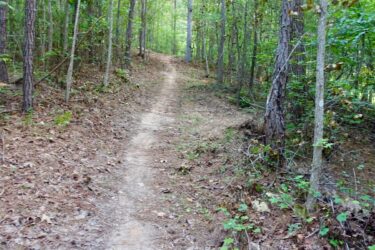 A narrow dirt path winding through a lush green forest, surrounded by tall trees and scattered leaves on the ground. The pathway leads into the distance, inviting exploration in a tranquil natural setting. Moore's Bridge mountain bike trail.