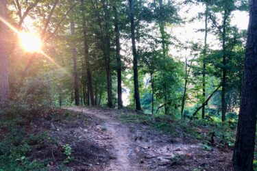 A sunlit forest path winding through trees, with sunlight filtering through the leaves, creating a warm glow. The trail is slightly muddy with scattered stones and vegetation along the edges. In the background, a glimpse of open space can be seen, suggesting the presence of water or a clearing. Moore's Bridge mountain bike trail.