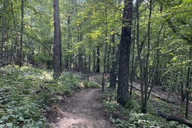A sunlit forest trail winding through a green woodland, surrounded by tall trees and dense foliage. The path is dirt with some vegetation on the sides, creating a serene and natural atmosphere. Standing Rocks mountain bike trail.