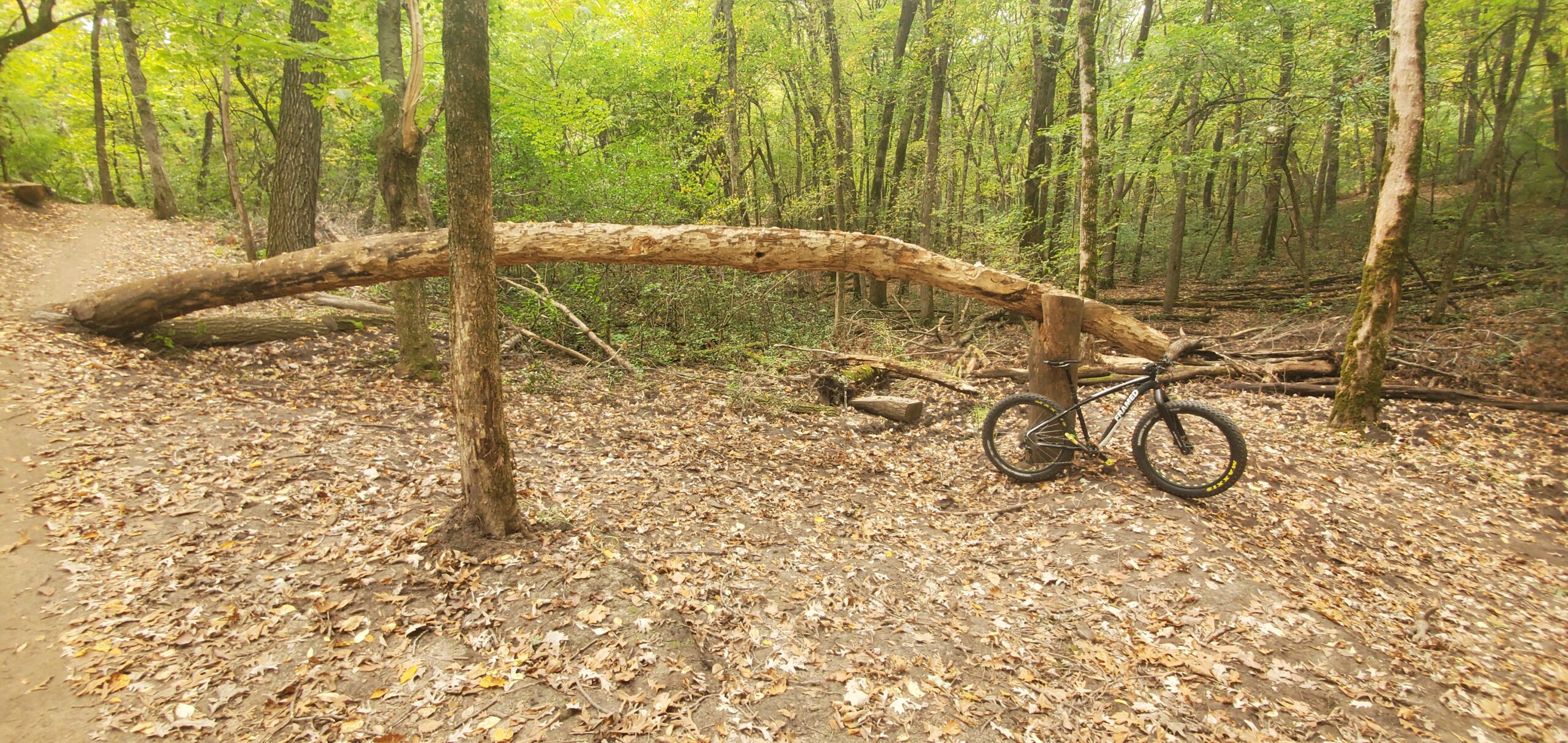 A mountain bike resting on a dirt trail surrounded by trees, with a fallen log crossing the path in a leafy forest setting. Sunfish Lake mountain bike trail.