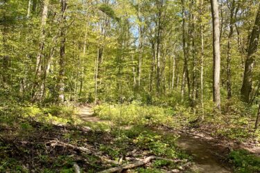 A serene forest path winding through lush greenery, with tall trees and dappled sunlight filtering through the leaves. Twisting trails are visible, surrounded by fallen branches and underbrush. The scene captures the tranquility of nature on a clear day. Midland SCMBC Trail mountain bike trail.