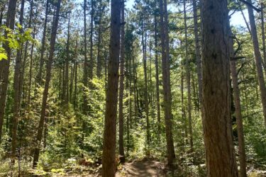 A sunlit forest path winding through tall trees, with dappled light filtering through the leaves. The ground is covered in earthy tones, and shadows stretch across the trail, creating a serene and inviting atmosphere. Midland SCMBC Trail mountain bike trail.