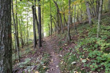 A winding dirt trail surrounded by tall trees and lush green foliage, with patches of fallen leaves scattered along the ground in a serene forest setting. Sidie Hollow mountain bike trail.