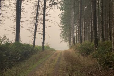A narrow dirt path leading through a forest, bordered by tall trees. The scene is shrouded in a light mist or smoke, creating a hazy atmosphere. Grass and underbrush are visible along the sides of the path, which appears to lead into the distance where the surroundings are obscured. Victoria Tract - Pilchuck Tree Farm mountain bike trail.