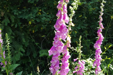 A tall cluster of vibrant pink foxglove flowers blooming amidst green foliage. The flowers are bell-shaped and arranged in a vertical spike, with several in various stages of bloom. The background features dark green leaves and trees, creating a lush, natural setting. Bright sunlight casts a warm glow on the scene, highlighting the delicate details of the flowers. Bell Mountain Trail mountain bike trail.