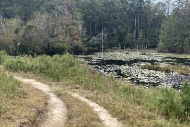 A winding dirt path leads through grassy terrain beside a tranquil pond covered with lily pads, surrounded by lush trees and underbrush. Brunswick Nature Park mountain bike trail.