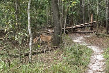 A deer and a fawn stand among trees in a forested area, with a winding dirt path visible in the foreground and fallen logs scattered in the background. The scene captures a natural woodland environment with lush greenery and a serene atmosphere. Brunswick Nature Park mountain bike trail.