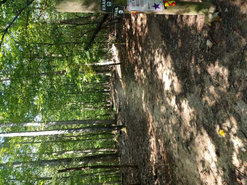 A winding dirt trail through a lush green forest, with tall trees providing shade. A signpost with directions for two different trails is visible on the left, indicating the routes for hikers. Sunlight filters through the leaves, casting dappled shadows on the ground. Fountainhead Regional Park mountain bike trail.