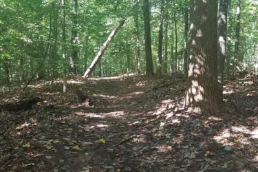A forested path winding through a lush green woodland, with sunlight filtering through the leaves. The ground is covered in fallen leaves and soft earth, indicating a natural, slightly damp terrain. Tall trees stand on either side, some with leaning trunks, creating a serene and inviting atmosphere for a nature walk. Burke Lake mountain bike trail.