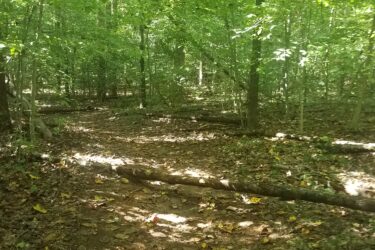 A dirt path winding through a dense forest, surrounded by lush green trees and underbrush, with fallen leaves scattered on the ground. A fallen log crosses the path, partially obstructing it, while dappled sunlight filters through the canopy above. Burke Lake mountain bike trail.