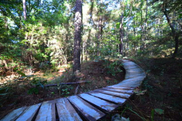 A winding wooden path surrounded by lush greenery in a forest setting, with tall trees and soft sunlight filtering through the leaves. Mt. Zion Bike Trails mountain bike trail.