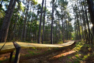 A wooden bike ramp curves through a dense forest of tall pine trees, with sunlight filtering through the branches. The path is surrounded by green foliage and soft earth, leading deeper into the woods. Mt. Zion Bike Trails mountain bike trail.