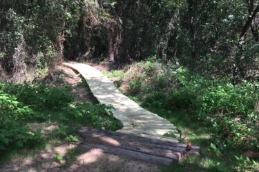 A wooden pathway winding through a lush, green forest, with dense foliage and trees on either side. The trail is raised and smoothly constructed, leading deeper into the wooded area. Sunlight filters through the leaves, creating dappled shadows on the ground. Western Heritage Park mountain bike trail.