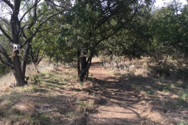A dirt path winding through a natural landscape, flanked by trees on either side. Two animal skulls are attached to the trunks of the trees, and various plants, including prickly pear cacti, are visible in the foreground. The scene is sunlit, highlighting the greenery and earthy tones of the environment. Western Heritage Park mountain bike trail.