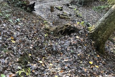 A winding path through a forested area covered in fallen leaves, with fallen logs and greenery surrounding the trail. The scene captures the natural environment, showcasing the earthy tones and textures of the landscape.
