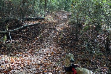 A dog resting on a leaf-covered trail in a wooded area, surrounded by trees and underbrush in varying shades of green and brown. Sunlight filters through the leaves, creating patches of light on the ground. Fisher Farm Park mountain bike trail.