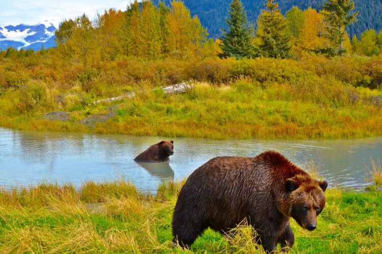 A scenic landscape featuring two brown bears, one standing on the grassy shore and the other partially submerged in a calm river. Lush autumn foliage in shades of yellow and green surrounds the water, with snow-capped mountains visible in the background under a clear sky.