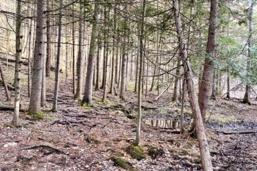 A dense forest scene featuring tall pine trees and a forest floor covered in fallen leaves and tree roots. In the foreground, a circular stone well is partially visible, surrounded by earthy tones and greenery. The background shows a natural landscape with more trees and a sense of tranquility. Columbia Forest Vista Hills mountain bike trail.