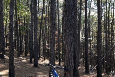 A blue mountain bike leaning against a tree in a dense forest of tall pine trees, with a dirt path visible in the background. Sunlight filters through the canopy, creating a dappled light effect on the ground covered in pine needles. Cedar Glades Trail mountain bike trail.
