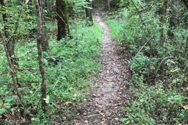 A winding dirt path through a lush green forest, lined with trees and underbrush, leading deeper into the woods. Huntersville Athletic Park mountain bike trail.
