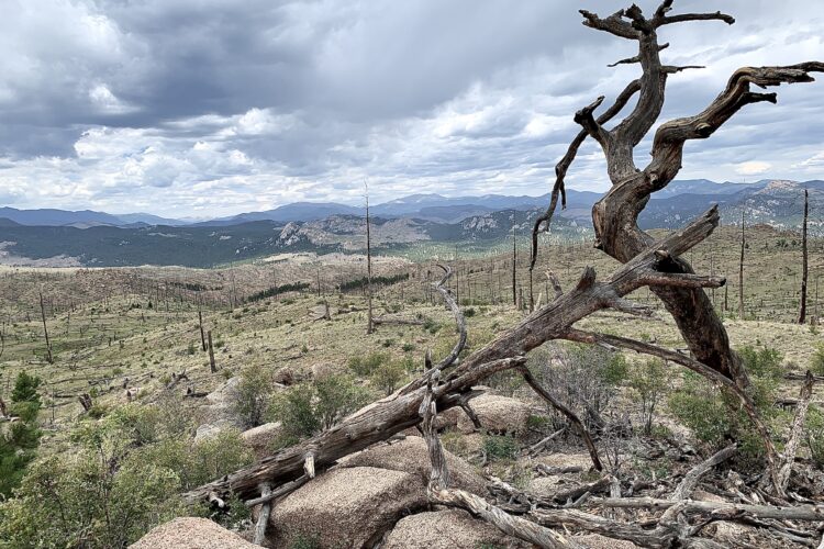 A rugged landscape featuring a mixture of rocky terrain and sparse vegetation, with an emphasis on a twisted, weathered tree in the foreground. The background showcases rolling hills and mountains under an overcast sky, with patches of green forest scattered across the scene.