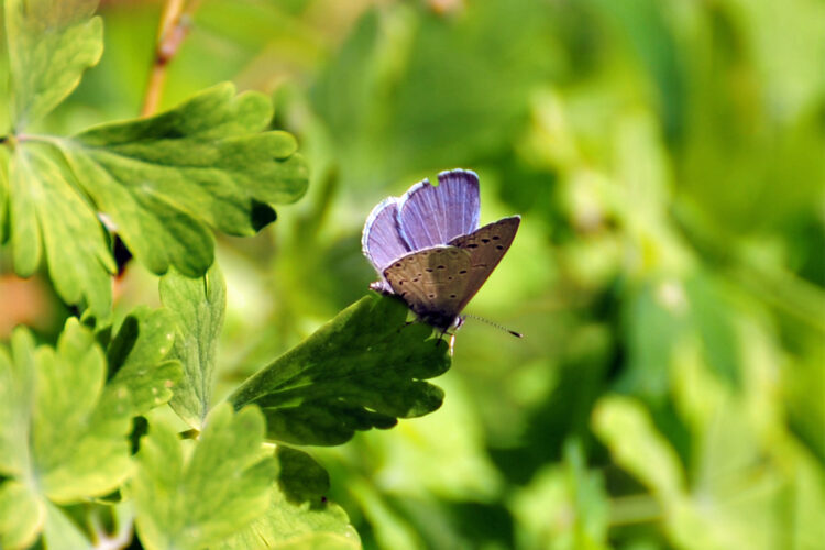 A close-up of a small butterfly resting on a green leaf, featuring delicate shades of blue on its wings and a soft focus on lush foliage in the background.