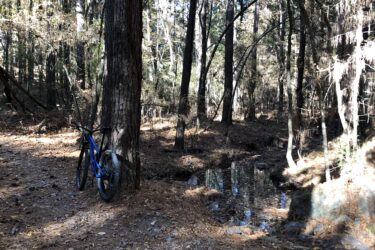 A blue bicycle leaning against a tall tree in a wooded area, surrounded by pine needles and a small pond reflecting the trees above. Sunlight filters through the branches, creating a serene atmosphere in the forest. Cedar Glades Trail mountain bike trail.