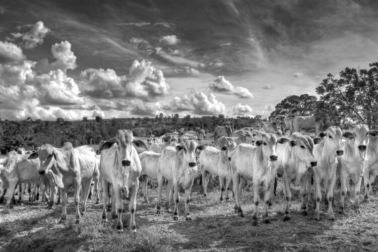 A herd of white cattle stands in a field, facing the camera, under a dramatic sky filled with clouds. The image is in black and white, showcasing the textures of the animals and the landscape around them.