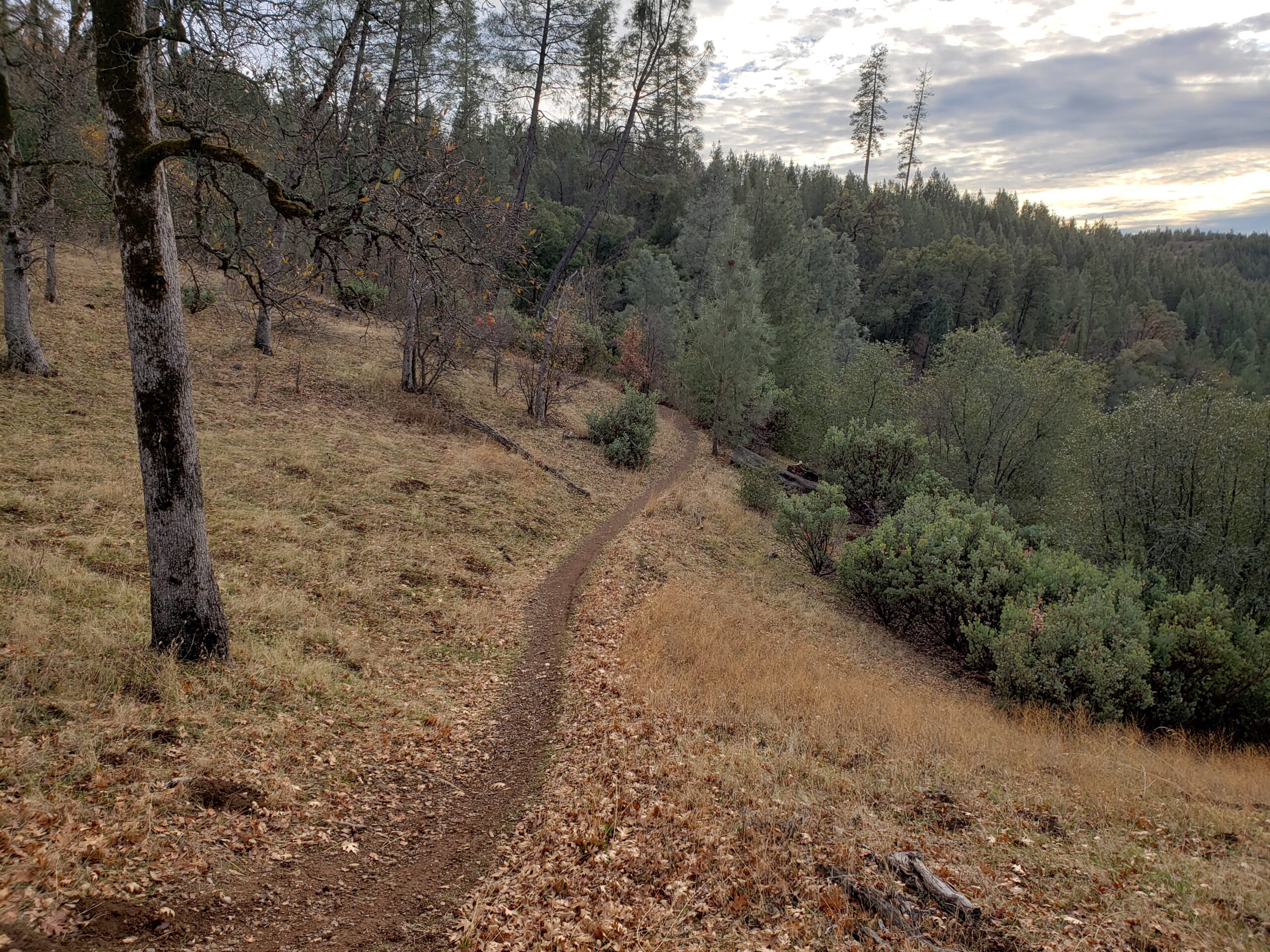 A winding dirt trail meanders through a grassy hillside, flanked by bare trees and lush green bushes. Sparse autumn foliage covers the ground, with a backdrop of tall trees and a cloudy sky above. The scene evokes a serene and natural atmosphere, ideal for hiking or exploring the outdoors. Clikapudi Trail mountain bike trail.